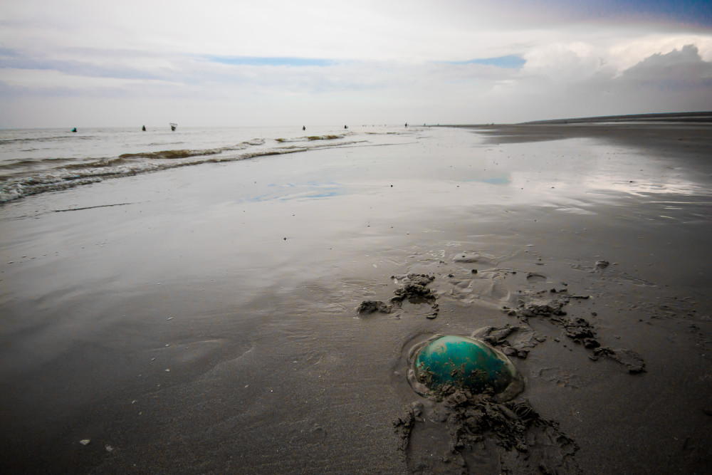 Méduse échouée ou invasion extra-terrestre sur la plage de Cayeux?