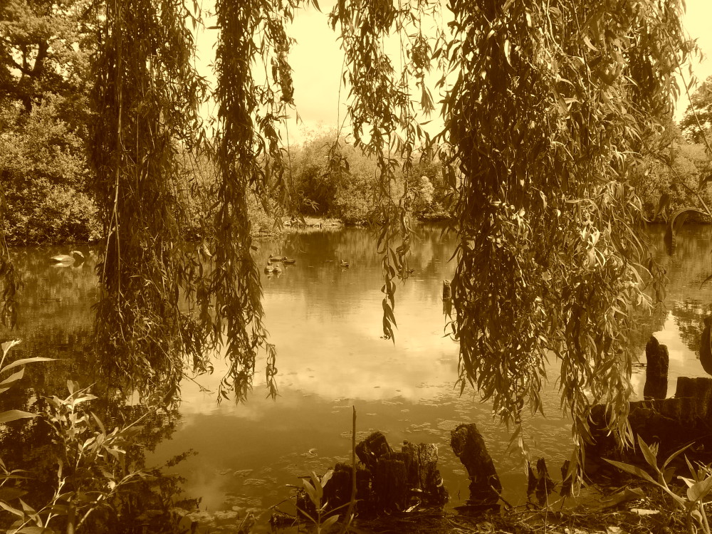Sérénité au bord des étangs de la Somme