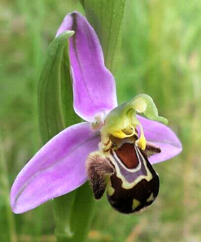 l\'Ophrys apifera,orchidée sauvage de nos pelouses calcaires