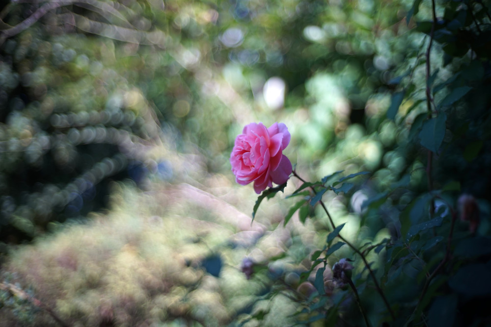 Une rose de mon jardin invite à la poésie... prendre le temps de regarder le monde qui nous entoure!