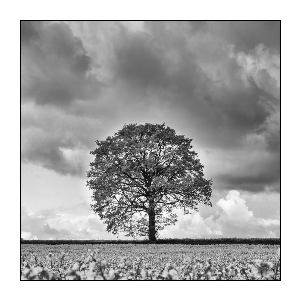 Série ciels de Picardie : arbre avant l'orage, les hauts d'Ailly sur Noye