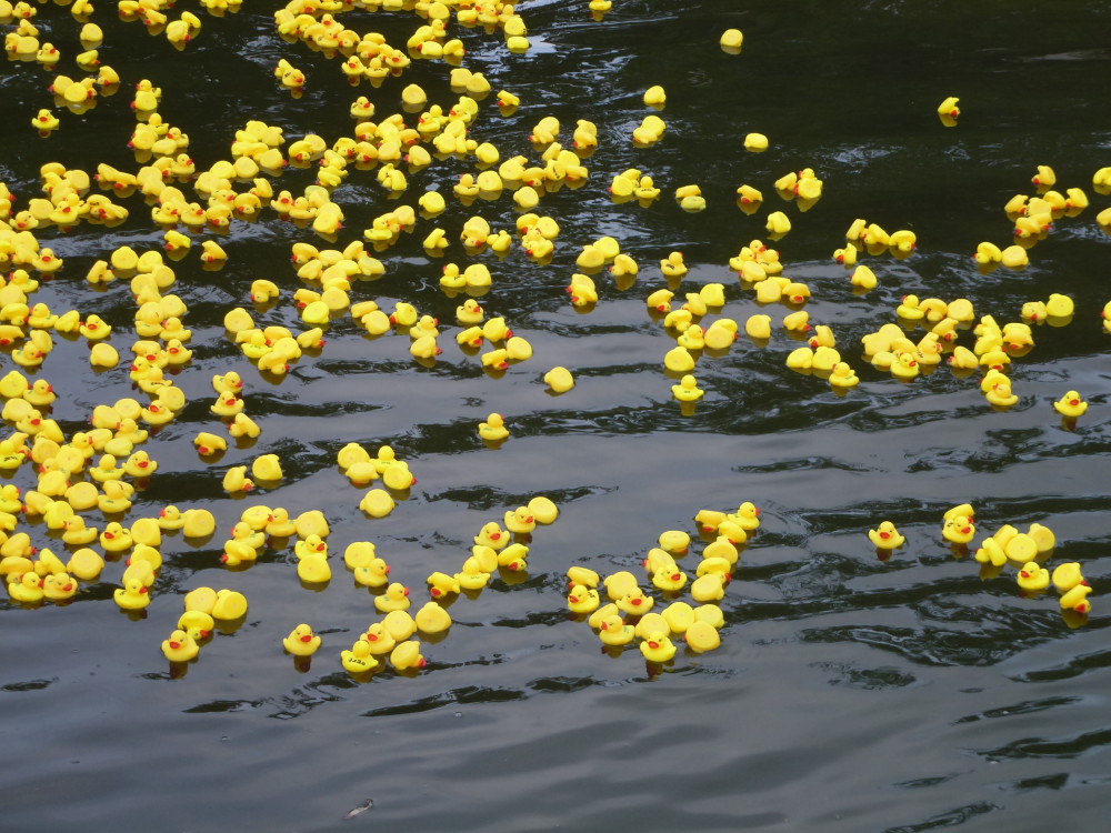 Allez les petits canards, il faut vite franchir la ligne d'arrivée de la Duck Race (Quartier Saint Leu, Amiens)