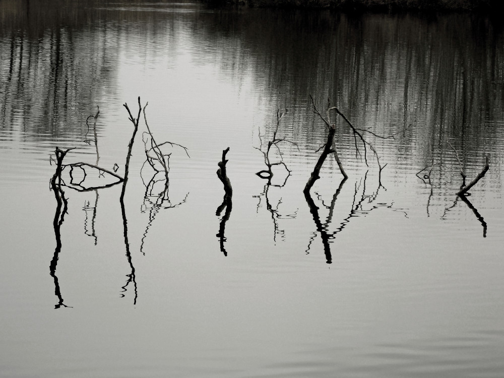 Aux étangs de Camon (petite commune située à l'Est d'Amiens dans la somme ), reflets de branchages donnant une illusion de double