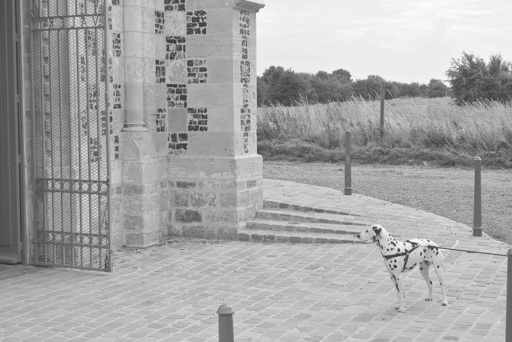Régine Obin : Le dalmatien voudrait tellement visiter la chapelle des marins à St Valéry
