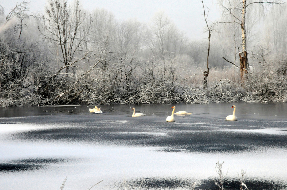 matin d'hiver sur les étangs à Boves (2)