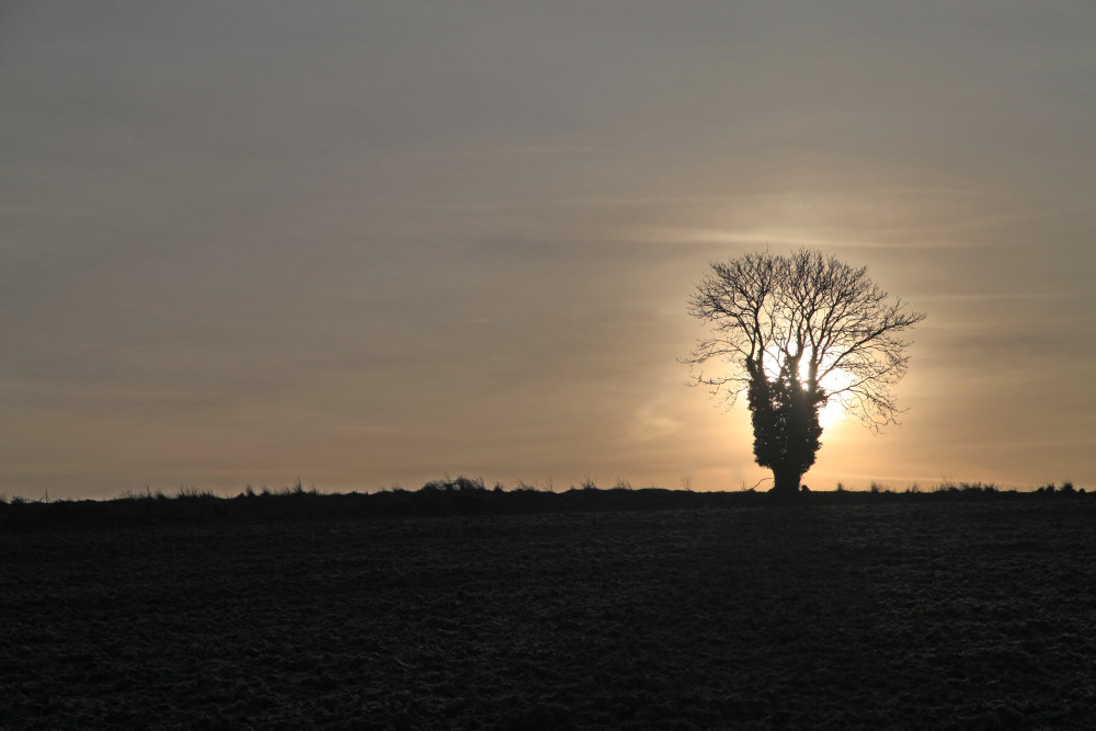 Le soleil se lève en décembre, il semble réchauffer cet arbre seul et nu. Région de Boves.
