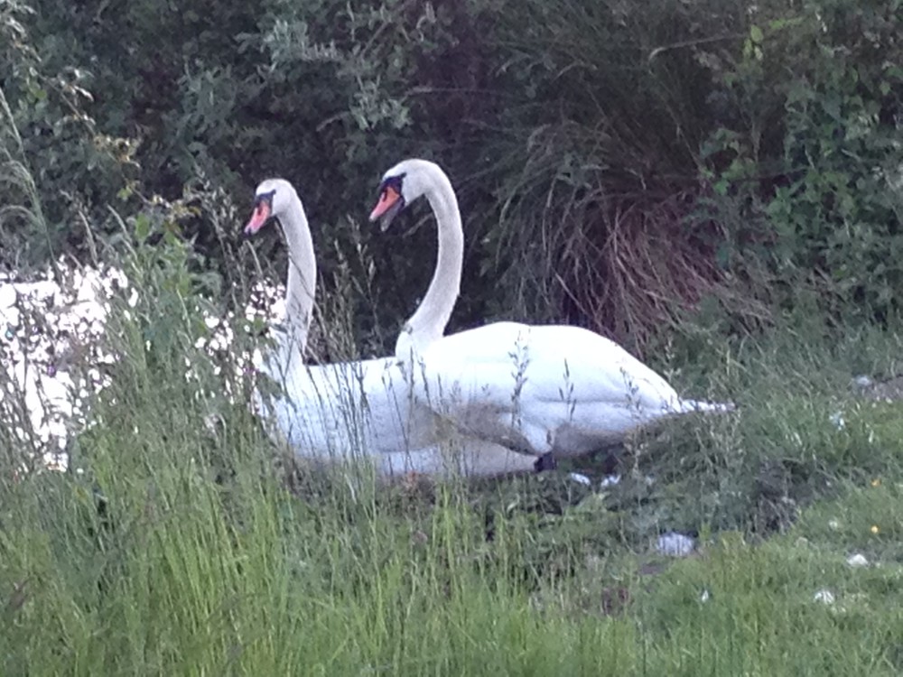 Couple au bord de l'étang