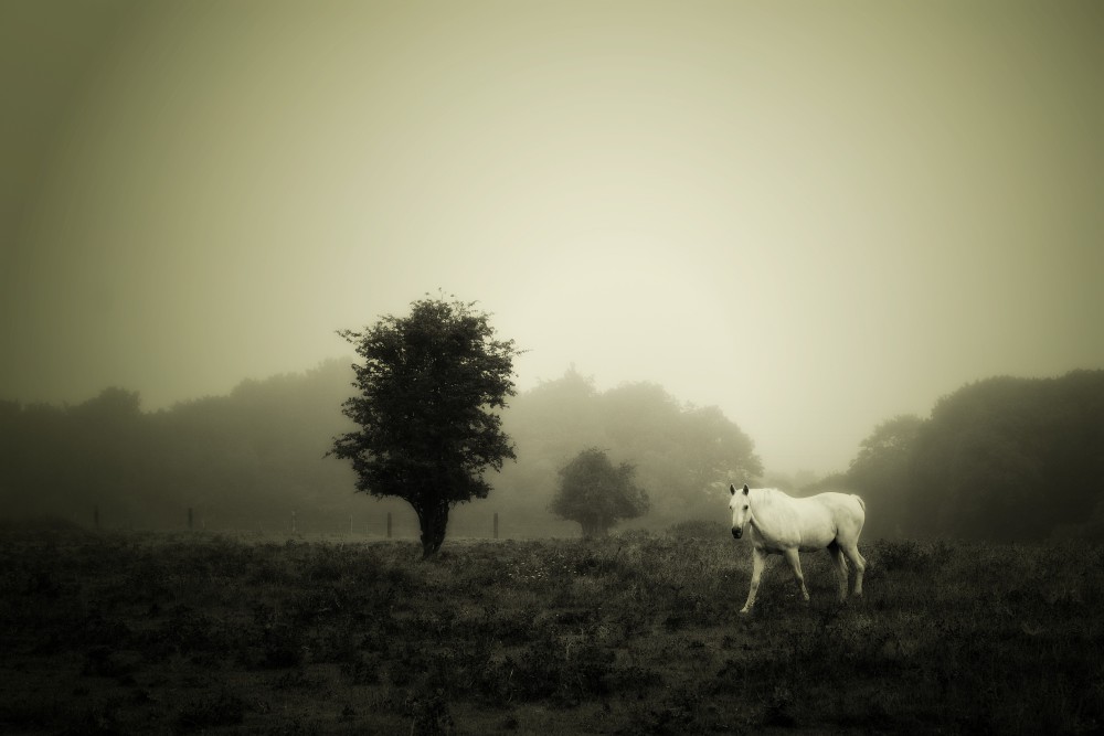 Rencontre en noir et blanc un matin de brouillard du côté de Breilly.