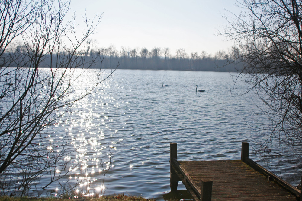 Dans les étangs de Camon ( commune située à l'Est d'Amiens) , paysage d'un calme déconcertant