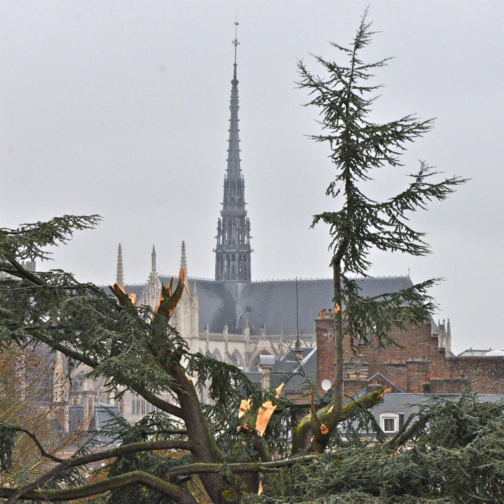 Le cèdre de la place Joffre à Amiens (Somme) n'a pas survécu au passage de la tempête Egon le 12 janvier 2017