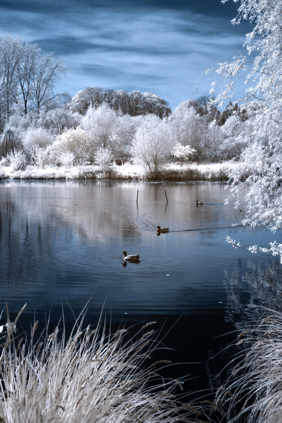 Canards déambulant sur les étangs entre Amiens et Longueau
