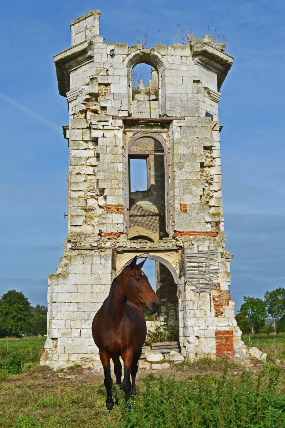 Cheval posant devant les ruines du château de Liercourt. Cliché reflex.