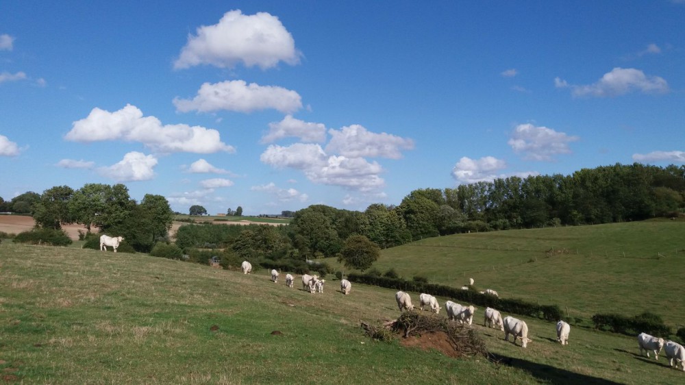 La Picardie et ses vaches