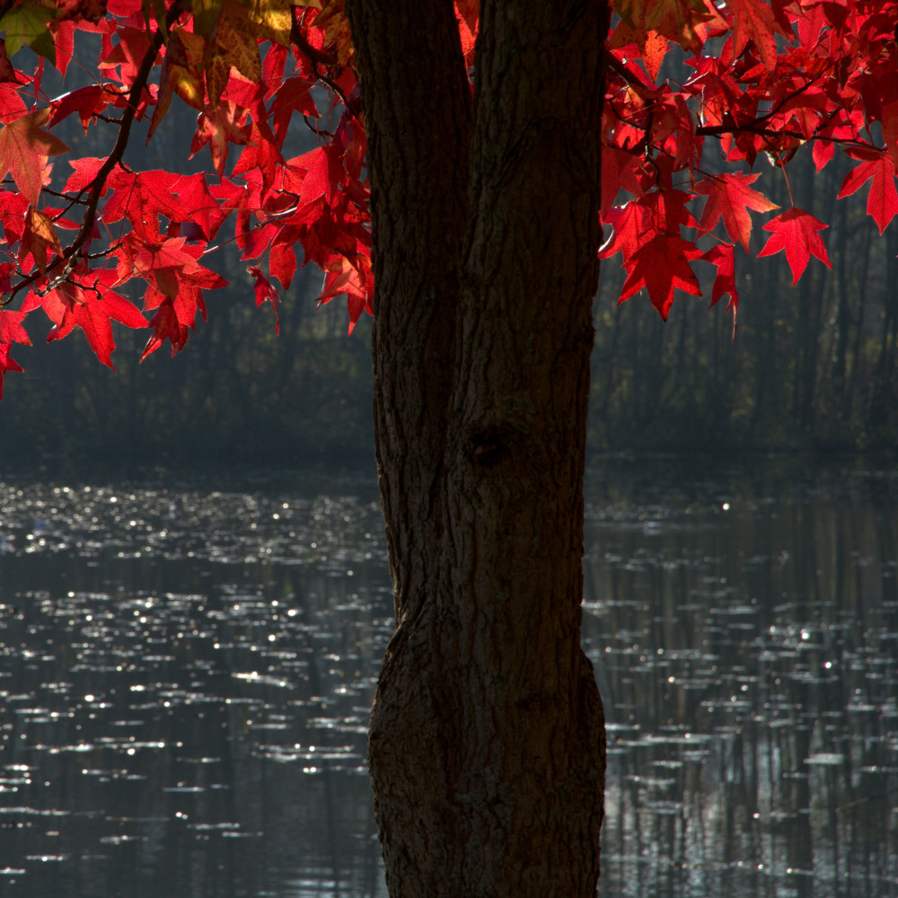 Vent d'automne colore les feuilles - Etang de Pierrefonds