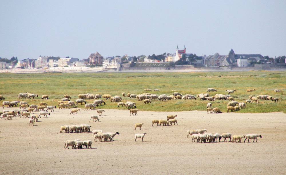 La Baie de Somme vue de Saint Valery & les moutons des près salés.