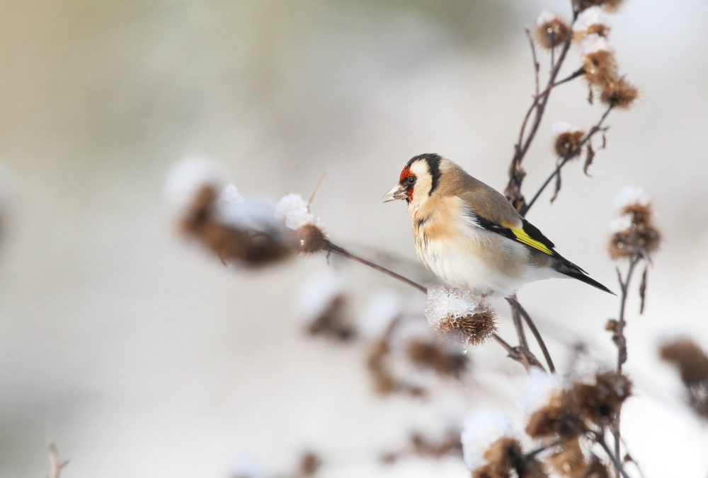 Chardonneret élégant face à la neige
