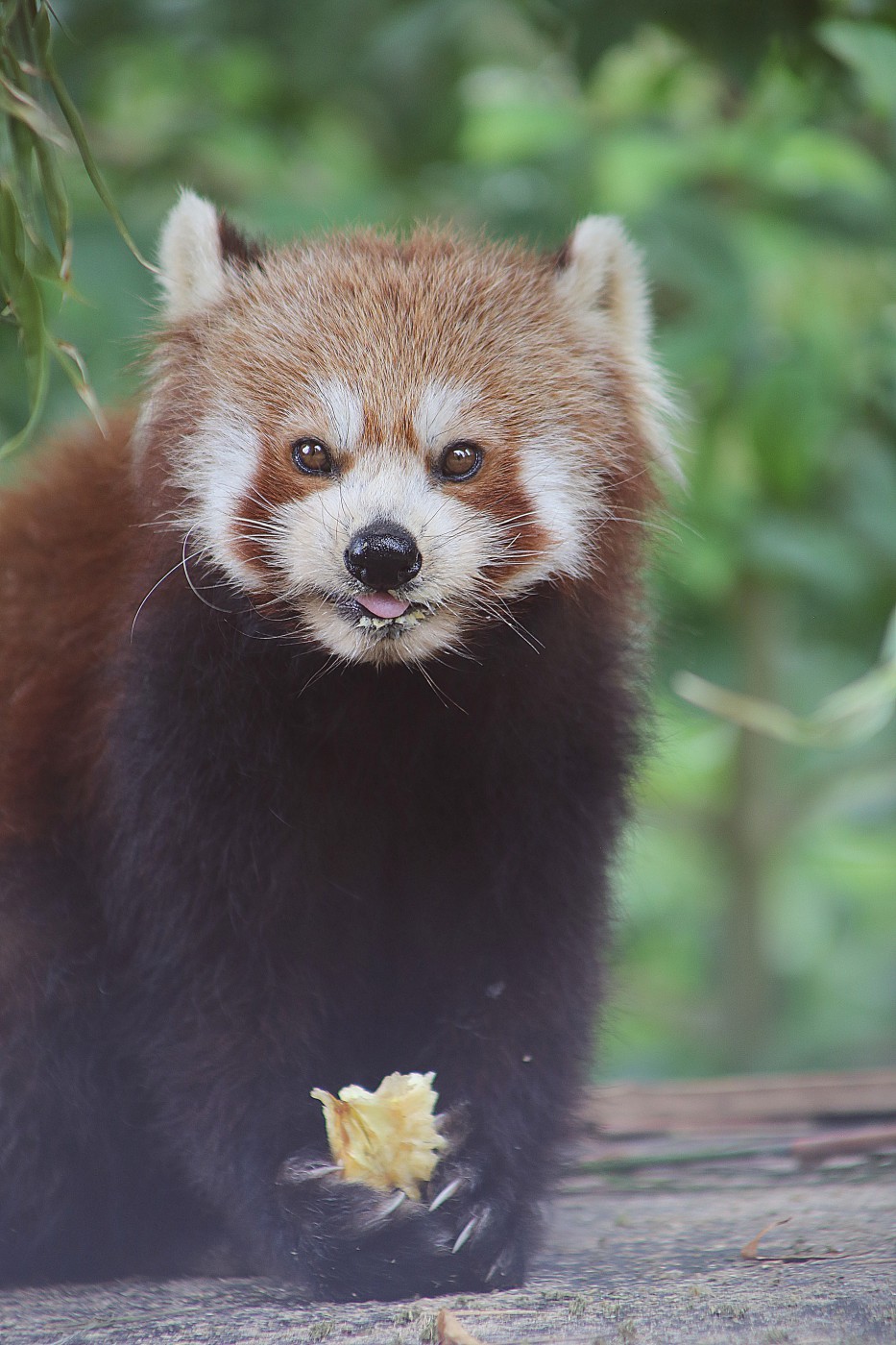 "Pris en flagrant délit de gourmandise" (Photo du panda roux au zoo d'Amiens)