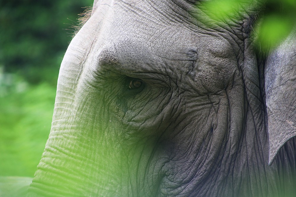 "Je te vois me photographier" (Photo d'un des éléphants au zoo d'Amiens)
