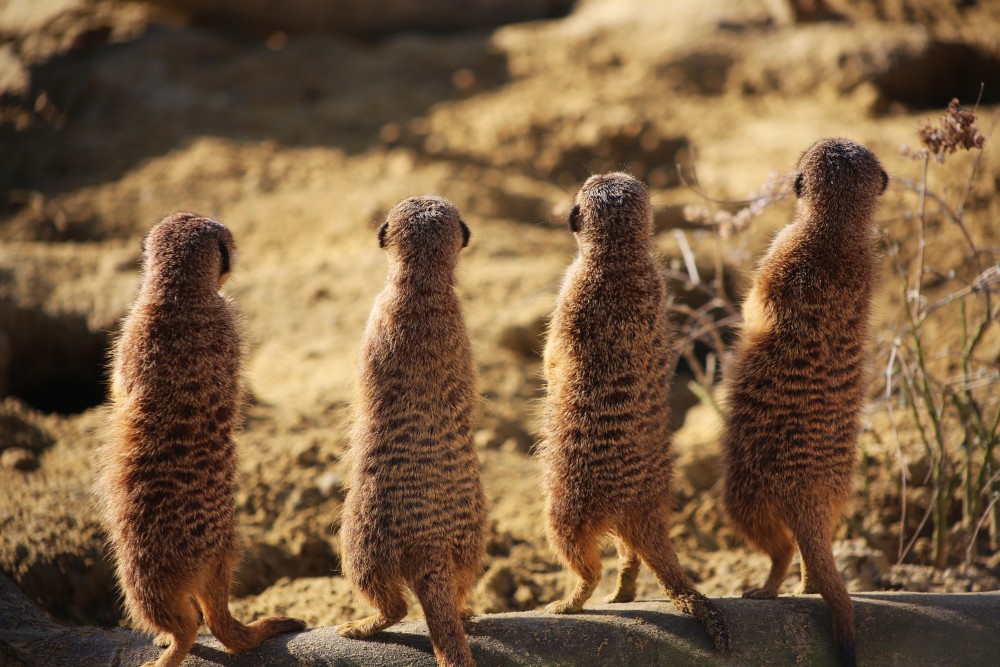 "Les daltons" (Photo des suricates au zoo d'Amiens)