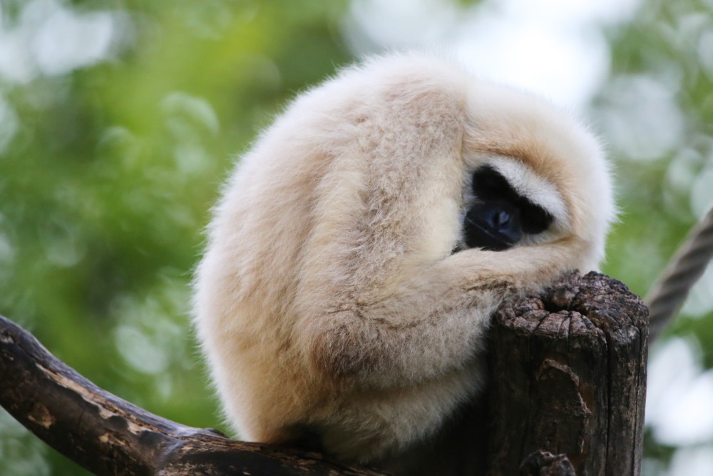 "Chut... Je dors"  (Photo d'un des gibbons du zoo d'Amiens)