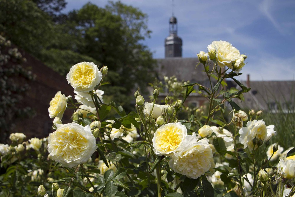 Les roses  du soleil de juin aux Jardins de Valloires. Cliché reflex.