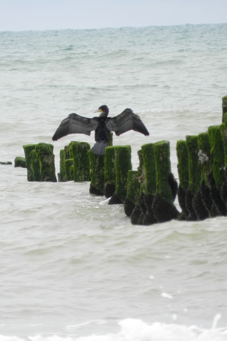 cormoran séchant ses ailes a Quend plage